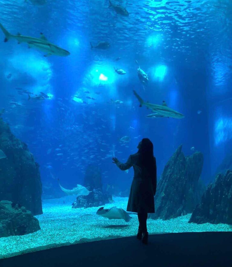 Por dentro do oceanário de lisboa, o “melhor aquário do mundo”