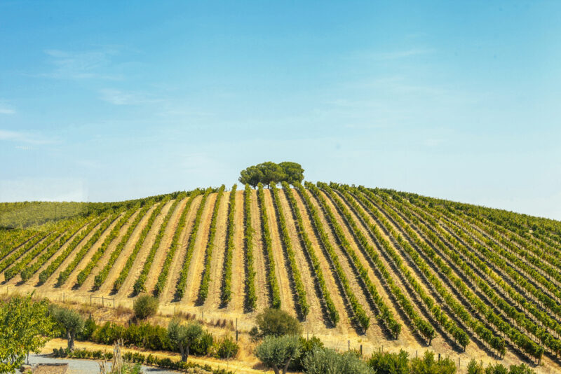 Alentejo eleito uma das melhores regiões vinícolas para visitar em 2020