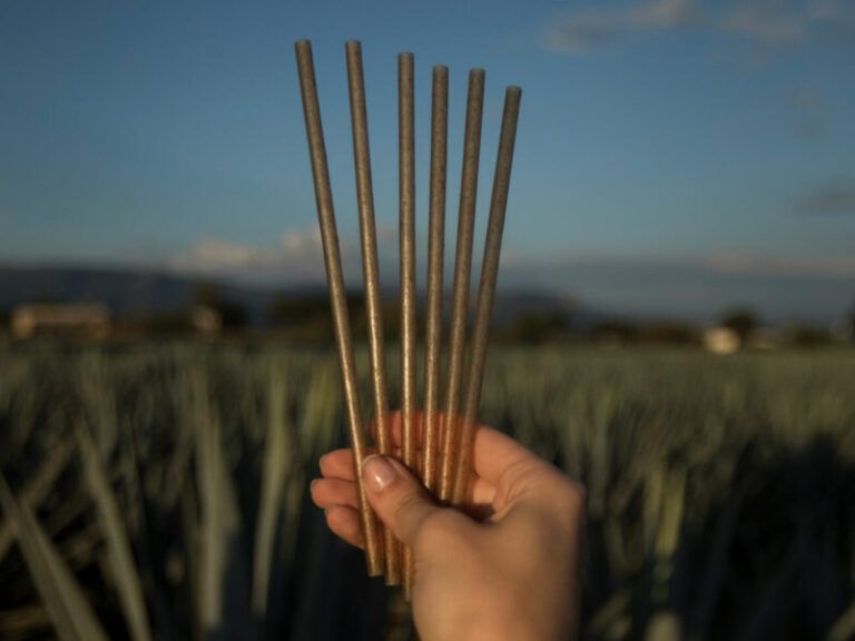 Jose cuervo está transformando agave em canudos ecológicos