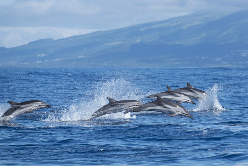 Cinco razões pelas quais você deve visitar os açores